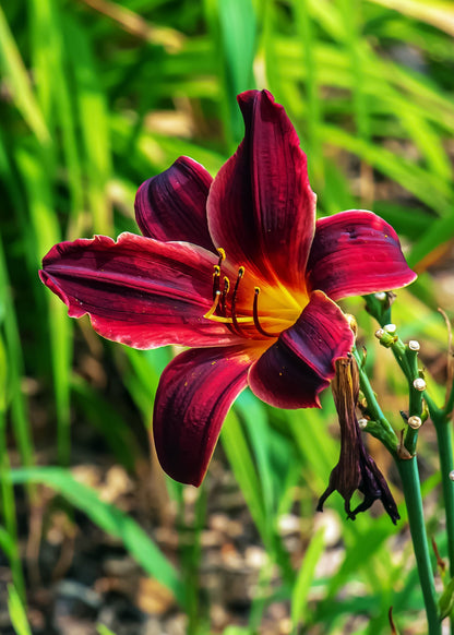 Hemerocallis 'Black Plush'