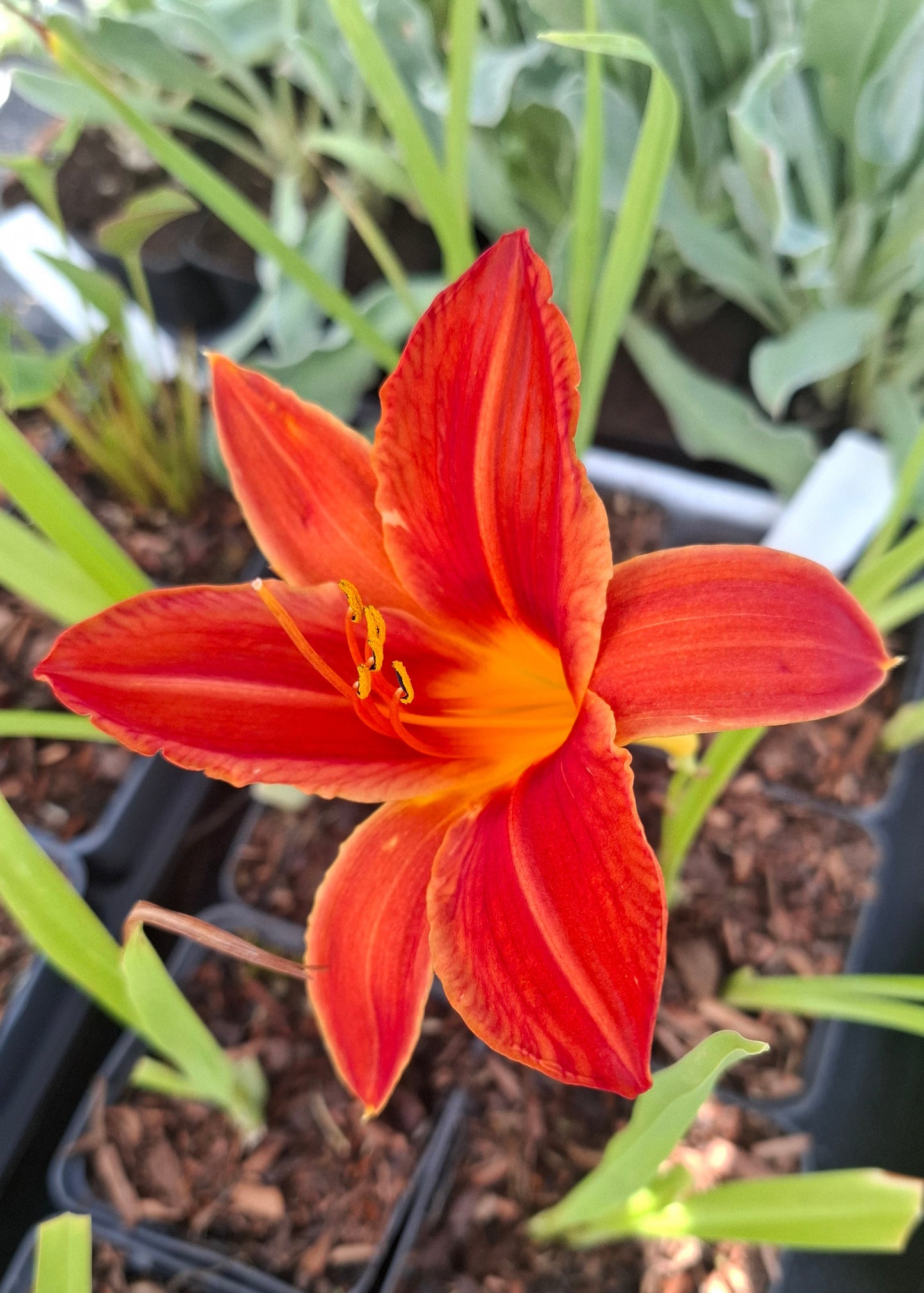 Hemerocallis 'Campfire Embers'