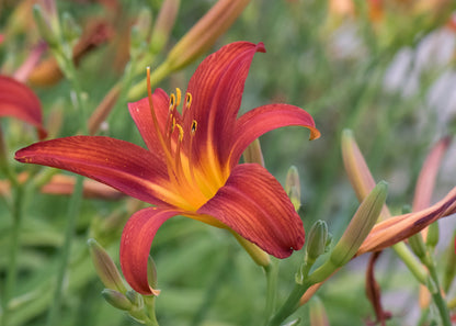 Hemerocallis 'Campfire Embers'