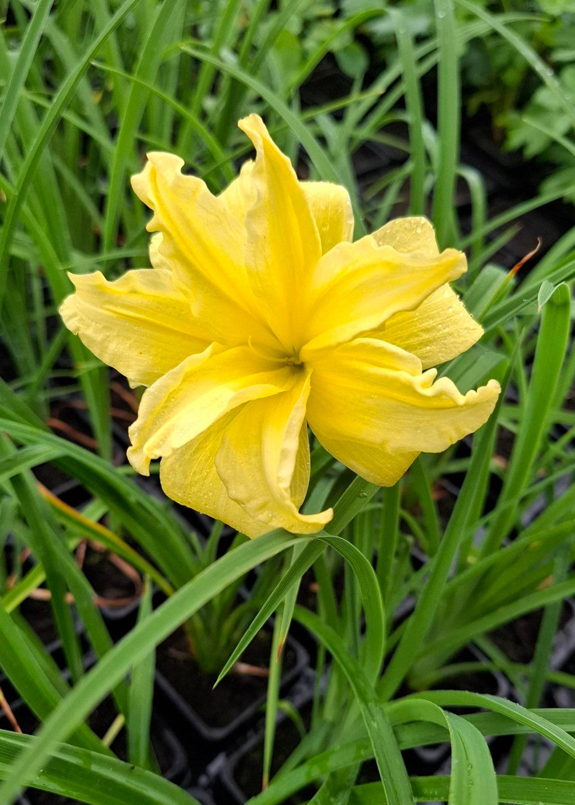 Hemerocallis 'Double River Wye'