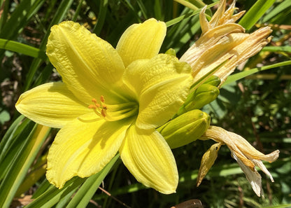 Hemerocallis 'Green Flutter'