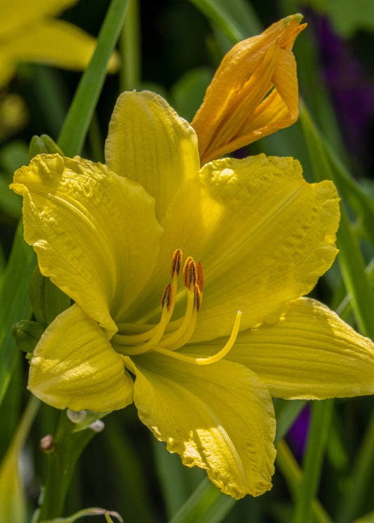 Hemerocallis 'Green Flutter'