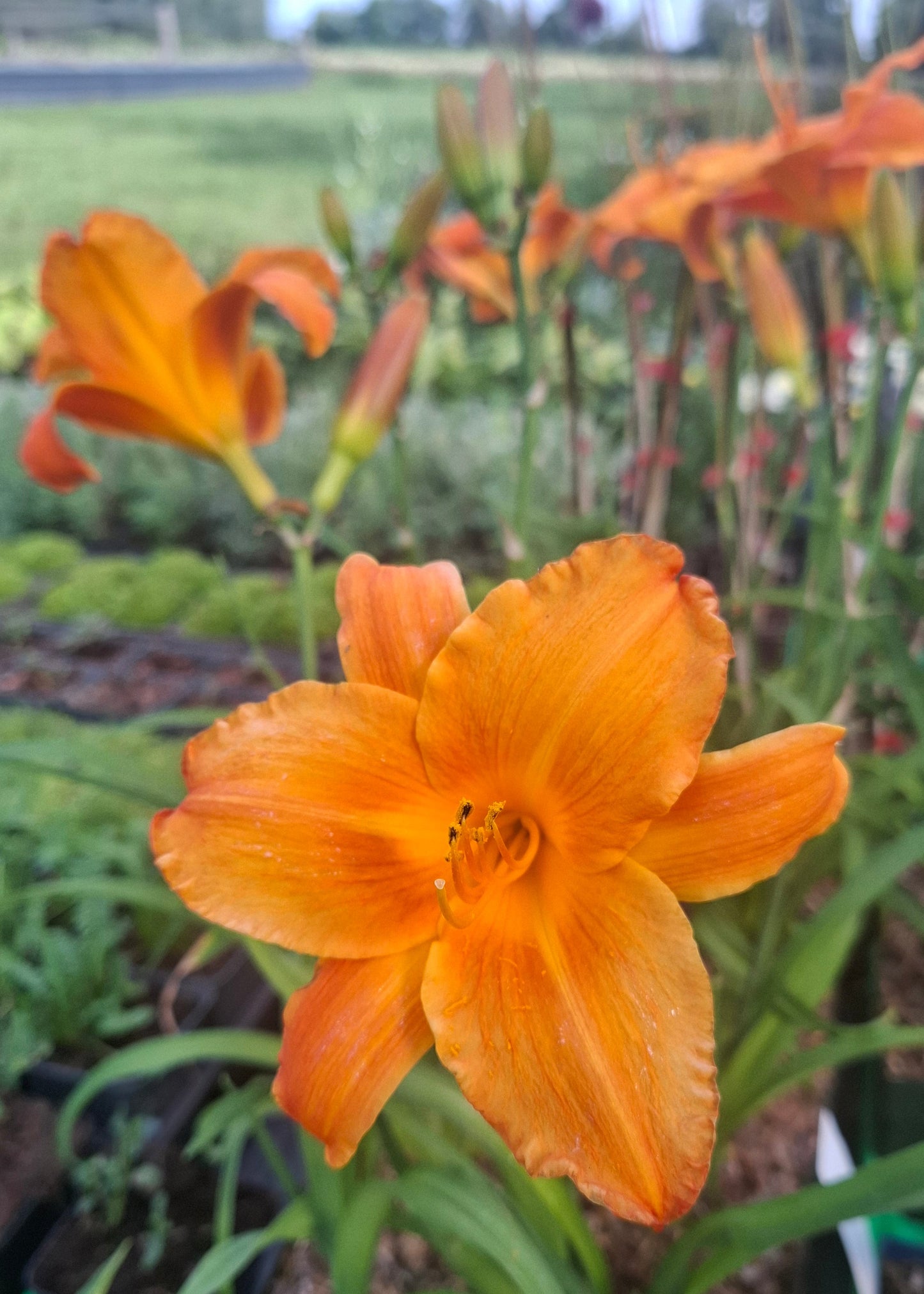 Hemerocallis 'My Reggae Tiger'