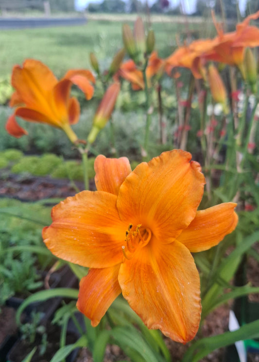 Hemerocallis 'My Reggae Tiger'