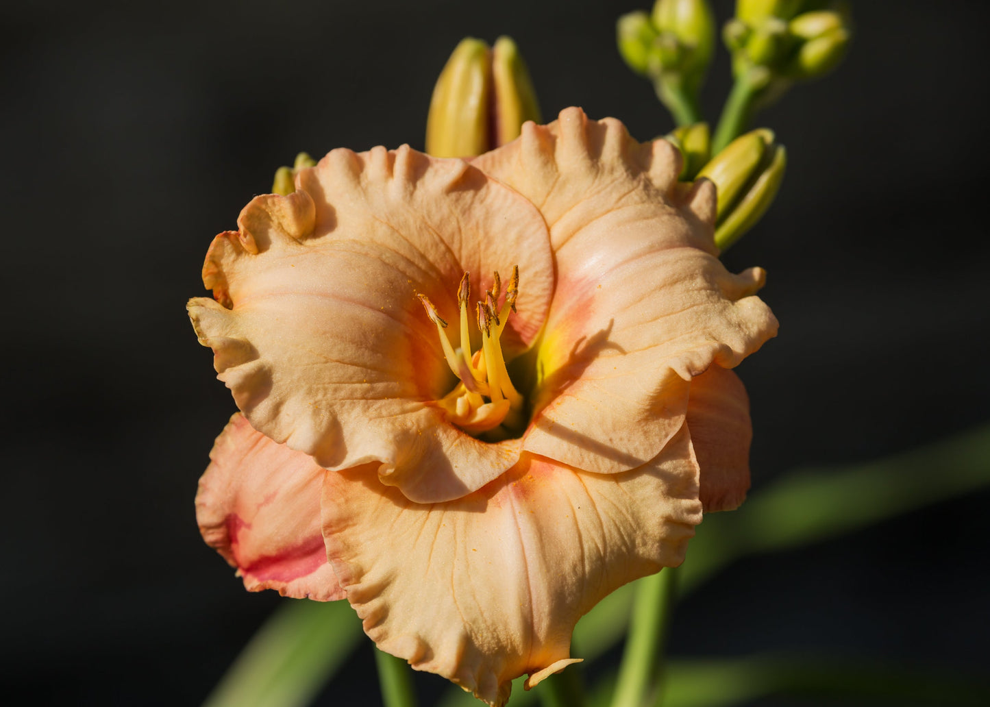 Hemerocallis 'On and On'