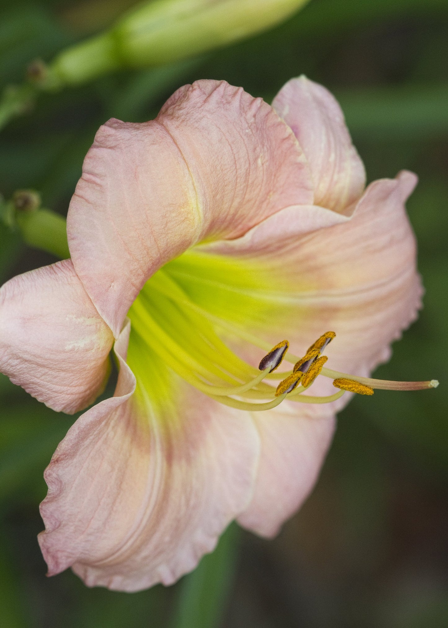 Hemerocallis 'On and On'