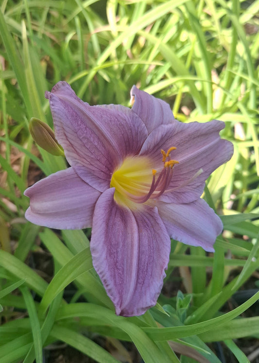 Hemerocallis 'Prairie Blue Eyes'