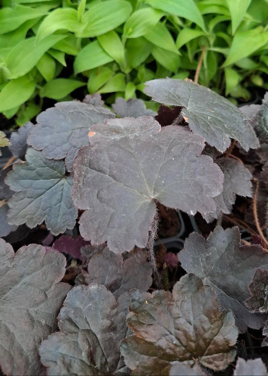 Heuchera 'Blackout'