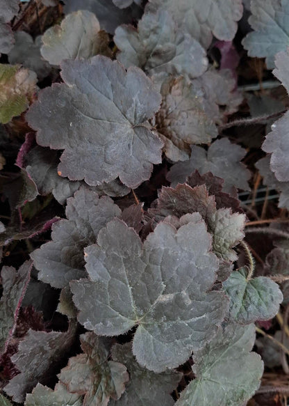 Heuchera 'Blackout'