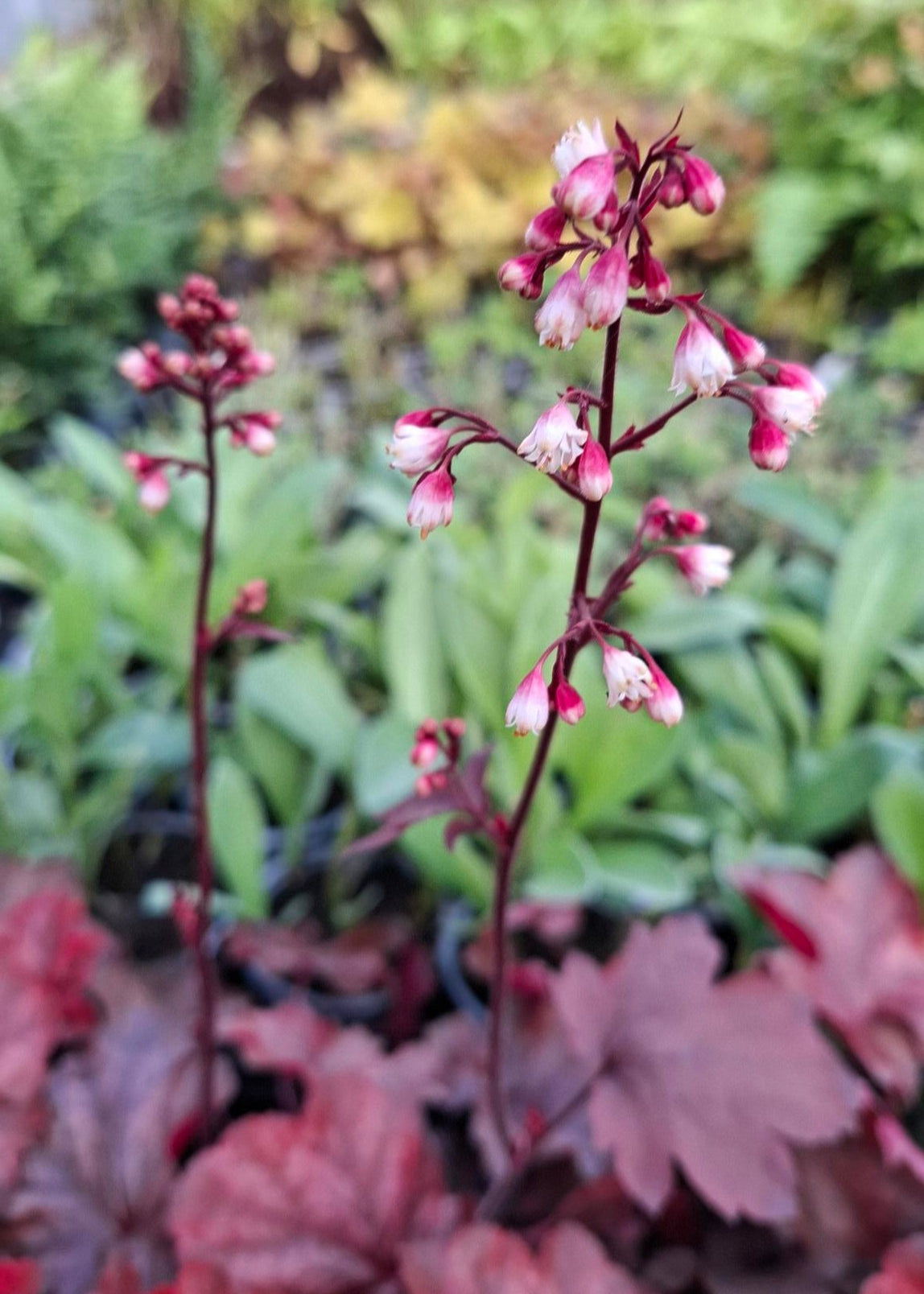 Heuchera 'Fire Chief'