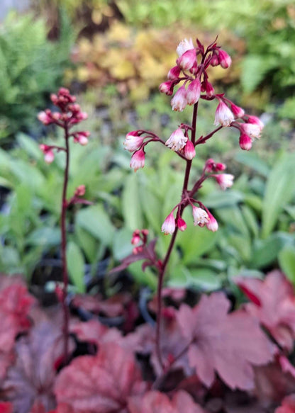 Heuchera 'Fire Chief'