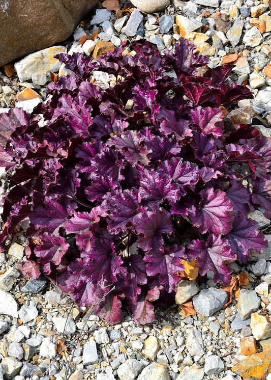 Heuchera 'Forever Purple'