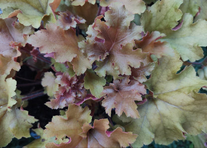 Heuchera 'Marmalade'