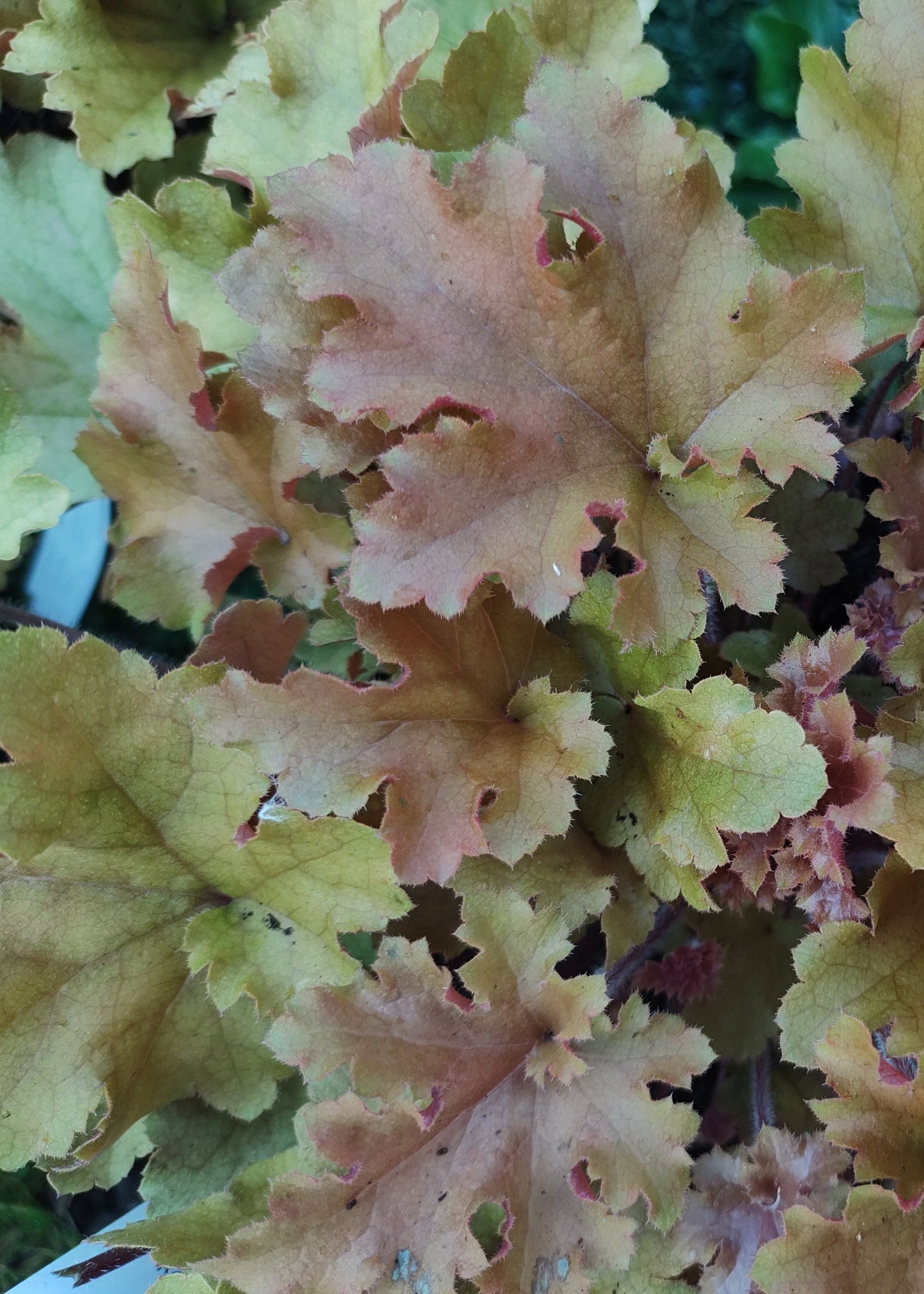 Heuchera 'Marmalade'