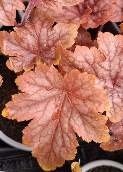 Heucherella 'Peach Tea'