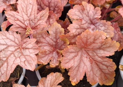 Heucherella 'Peach Tea'