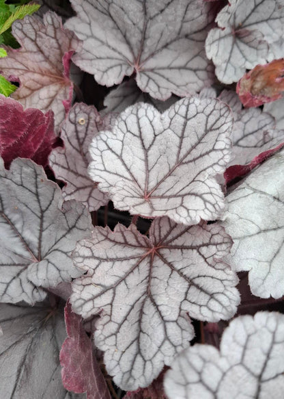 Heuchera 'Silverberry'