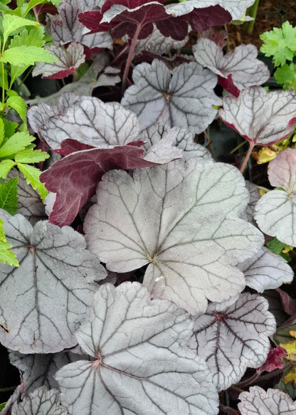 Heuchera 'Silverberry'
