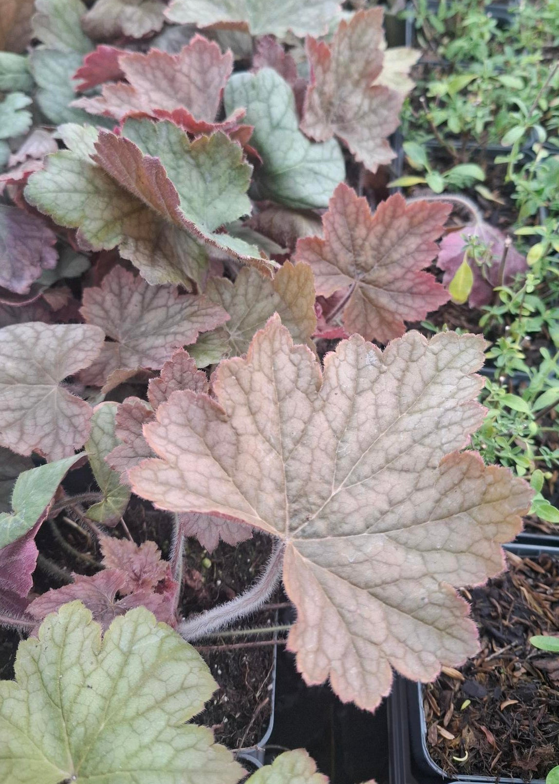 Heuchera 'Veggie Dinosaur'