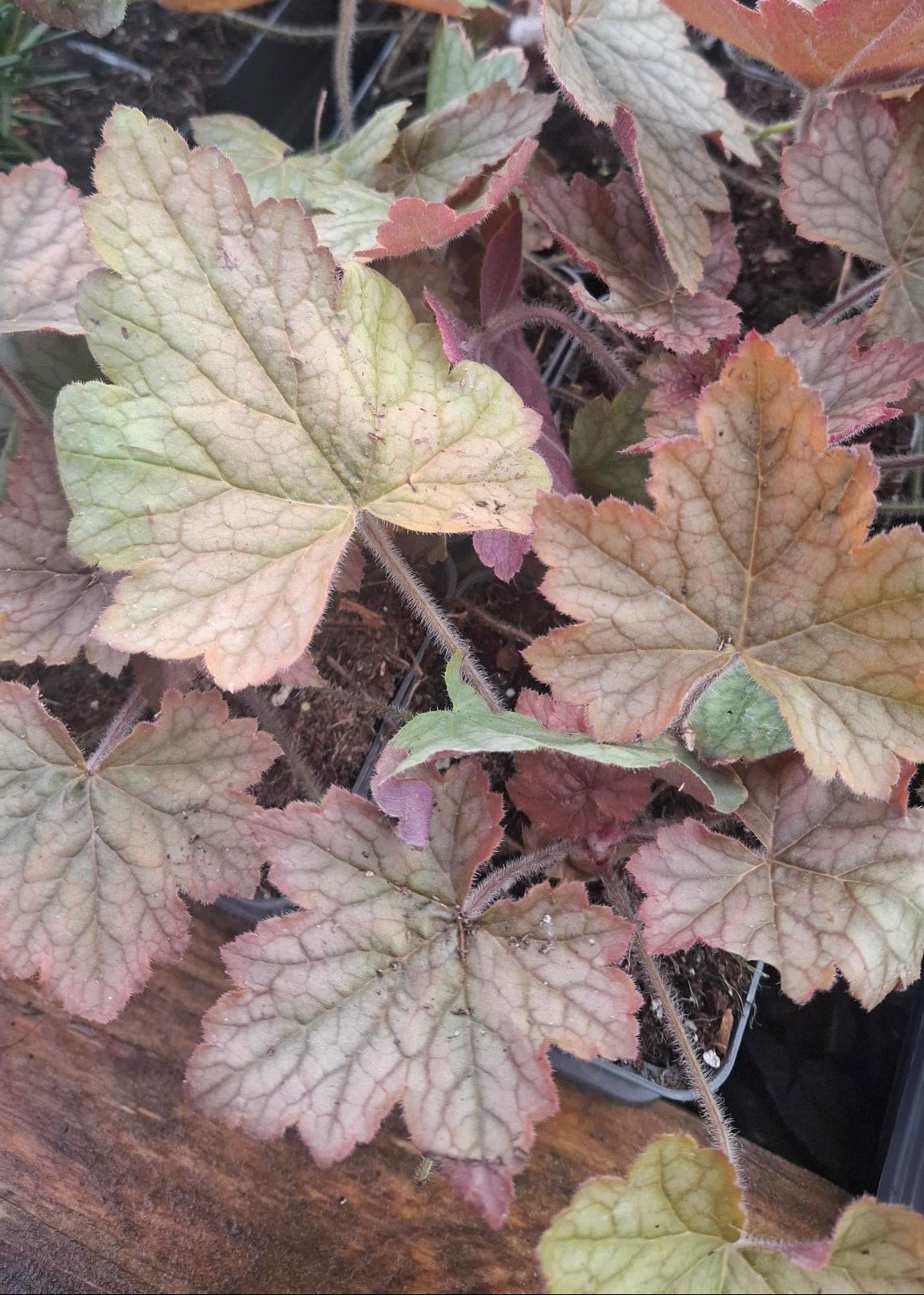 Heuchera 'Veggie Dinosaur'