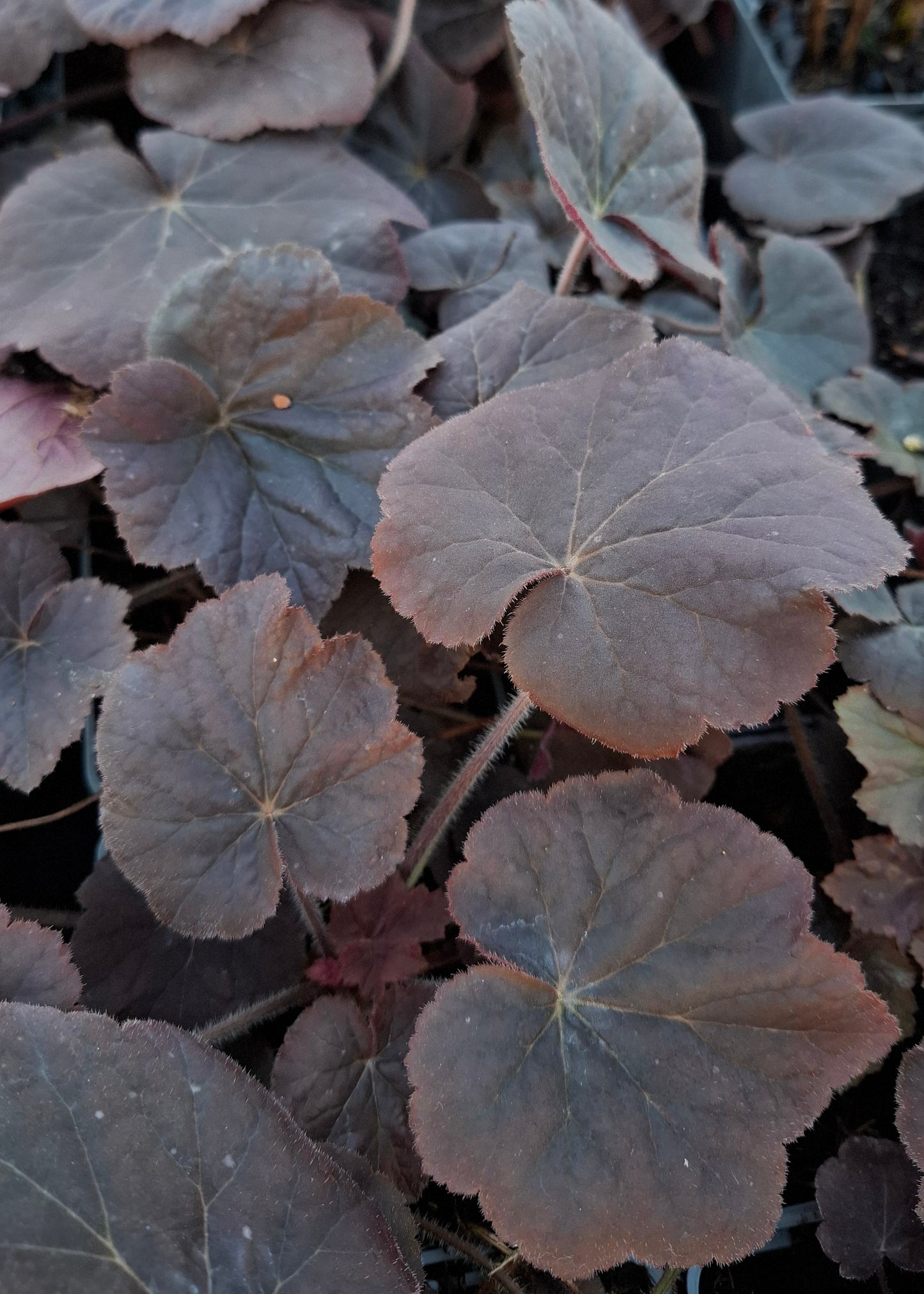 Heuchera 'XXL'