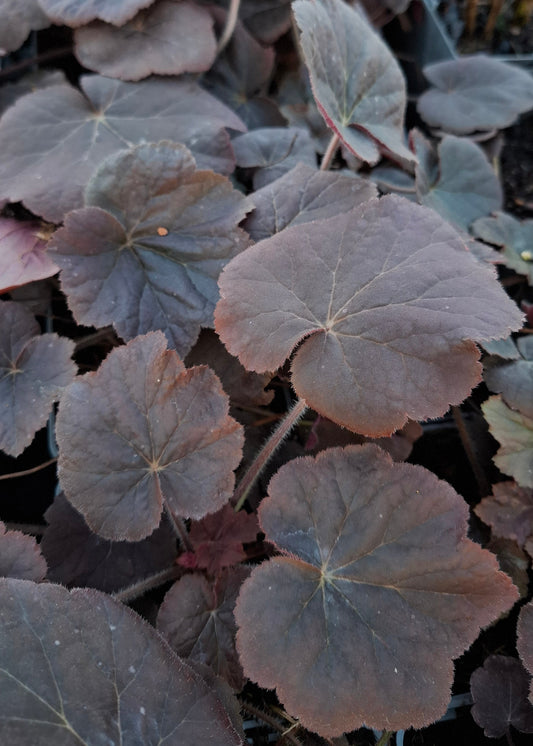 Heuchera 'XXL'