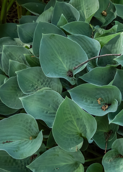 Hosta 'Blue Cadet'