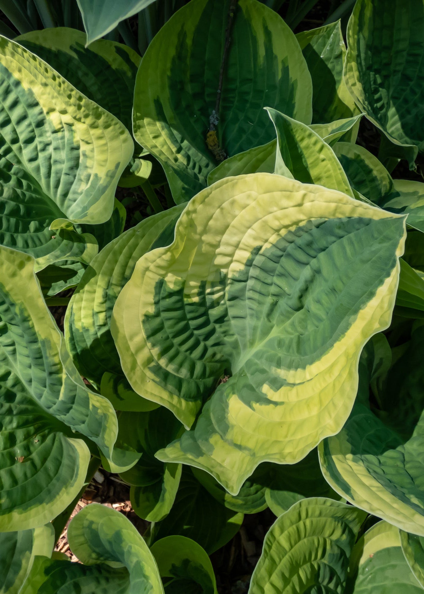 Hosta 'Brim Cup'
