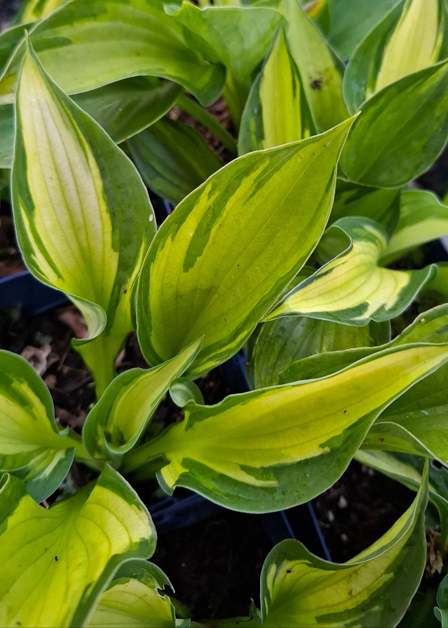 Hosta 'Coloured Hulk'