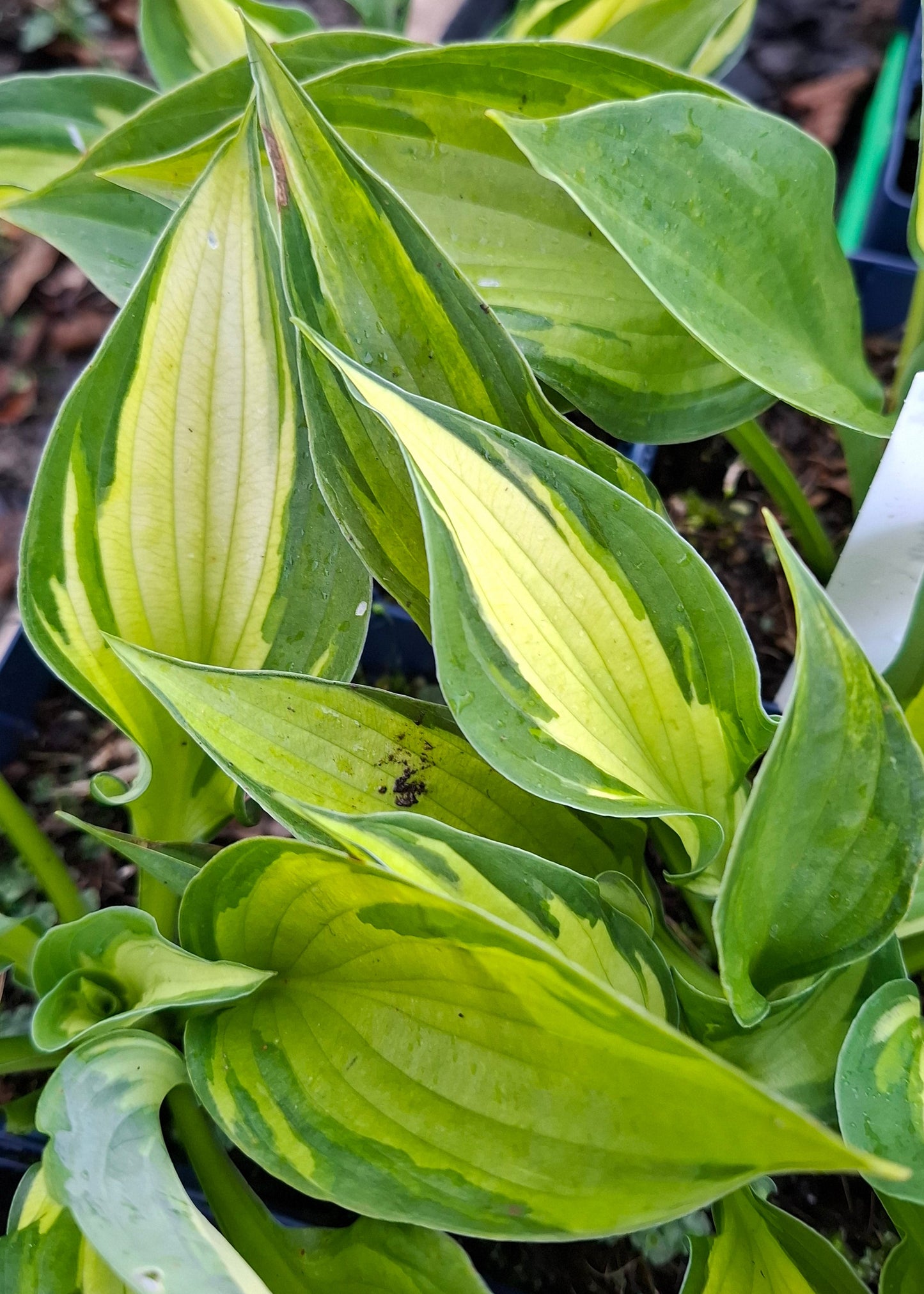 Hosta 'Coloured Hulk'