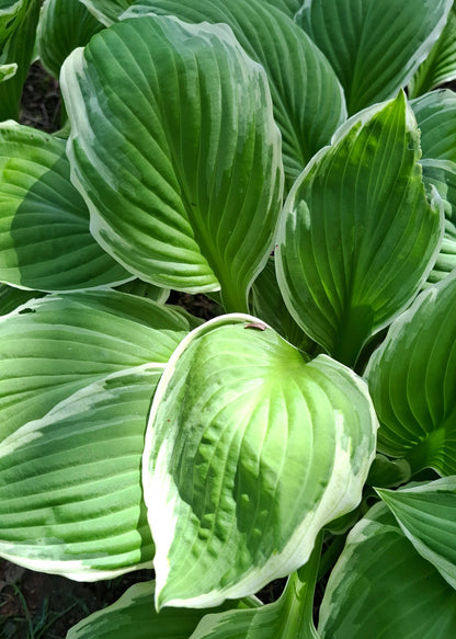 Hosta 'Francee'