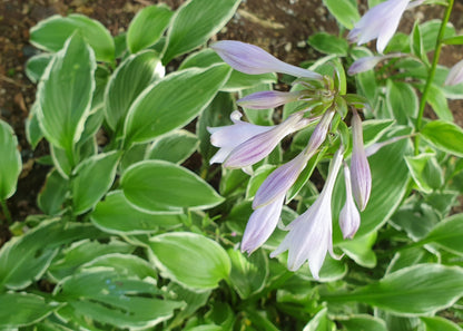 Hosta 'Francee'