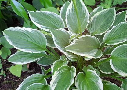 Hosta 'Francee'