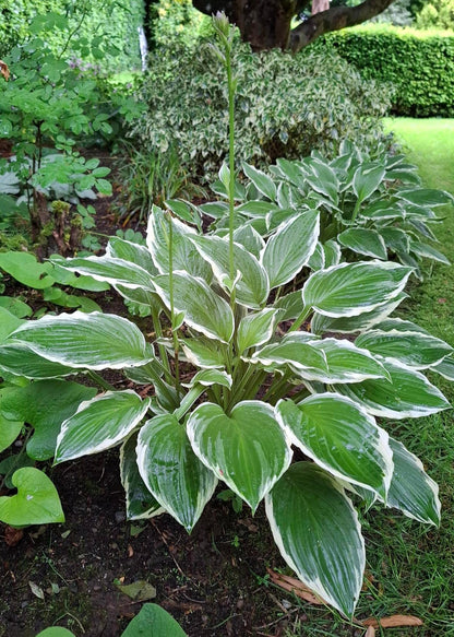 Hosta 'Francee'