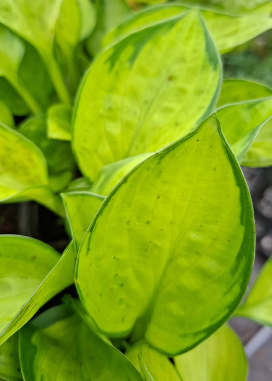 Hosta 'Rainforest Sunrise'