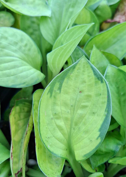 Hosta 'Rainforest Sunrise'