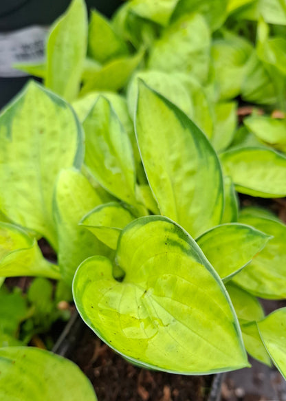 Hosta 'Rainforest Sunrise'