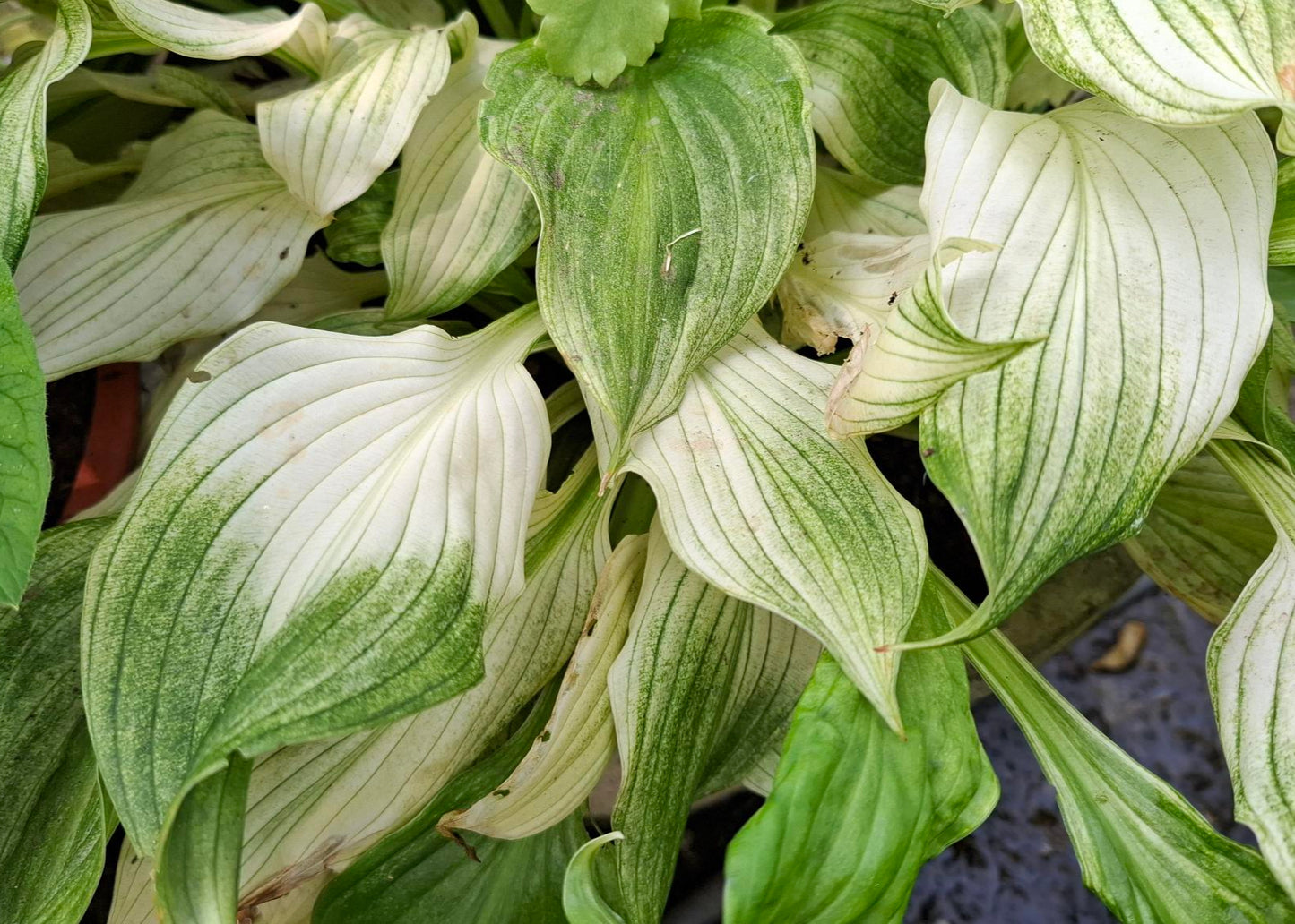 Hosta 'White Feather'