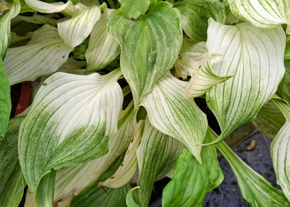 Hosta 'White Feather'