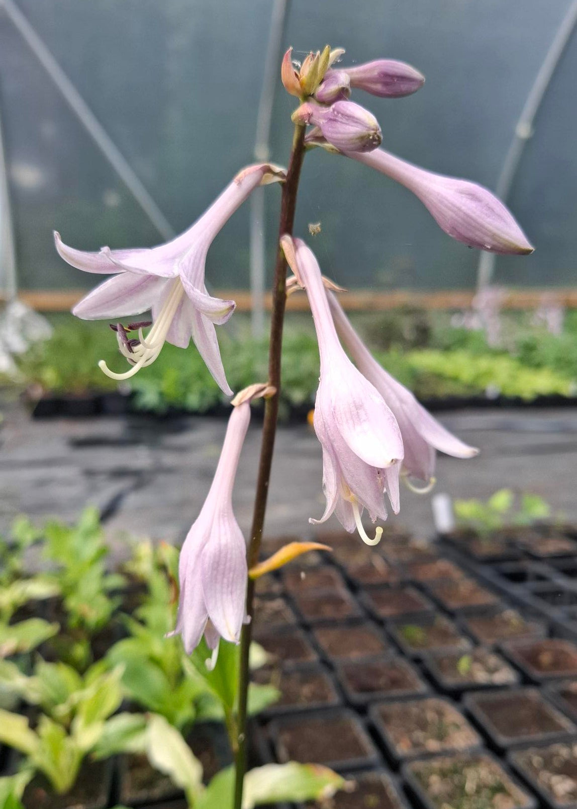 hosta white feather plantain lily Hosta 'White Feather' – Smarty Plants Nursery