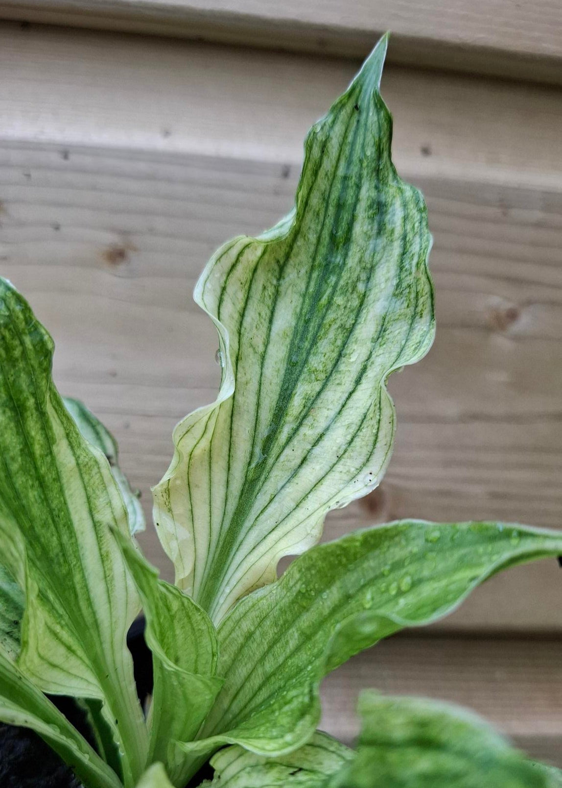 Hosta 'White Feather'
