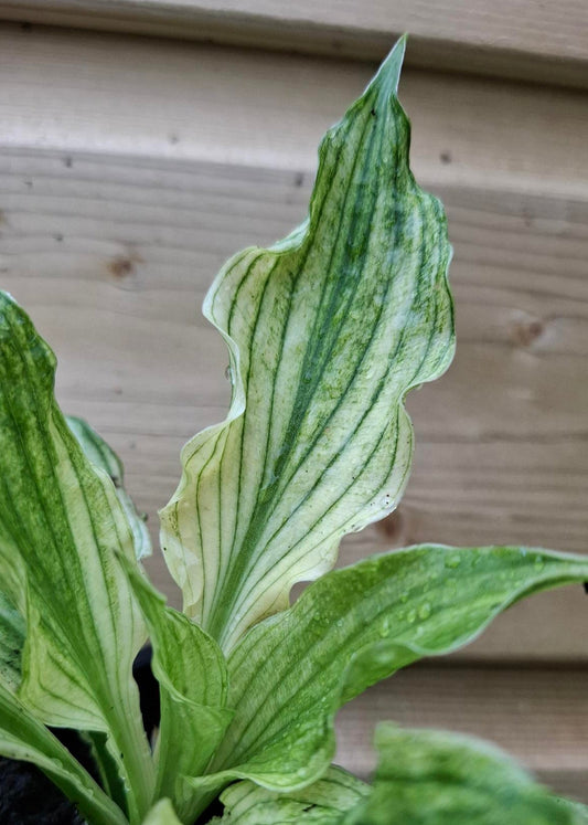 Hosta 'White Feather'