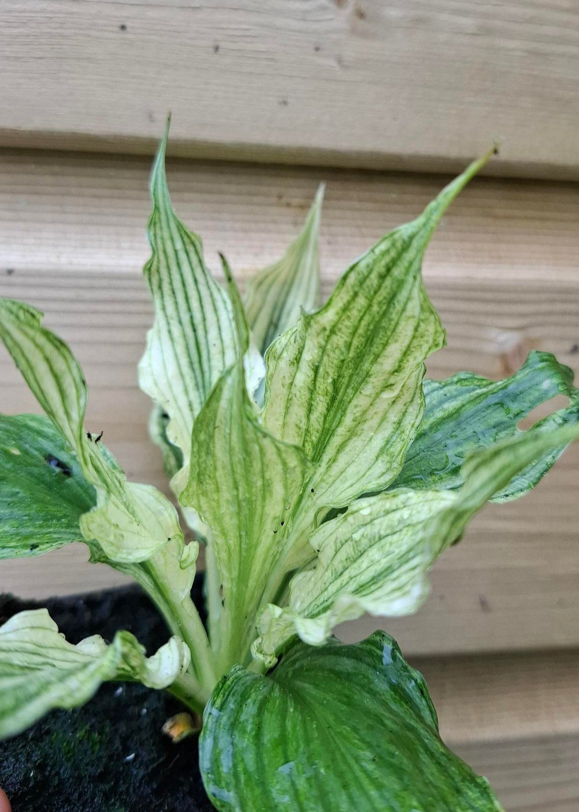 Hosta 'White Feather'