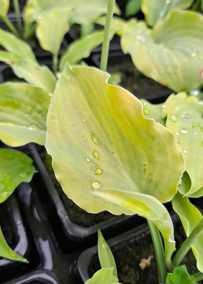 Hosta 'Wogon'