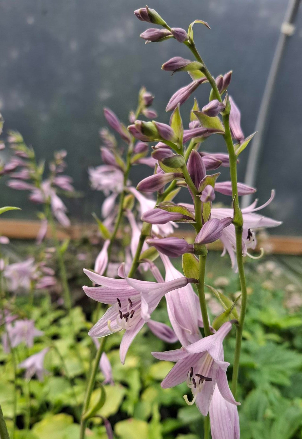 Hosta 'Wogon'