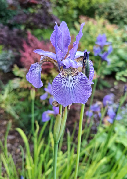 Iris sibirica 'Fran's Gold'