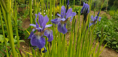 Iris sibirica 'Fran's Gold'