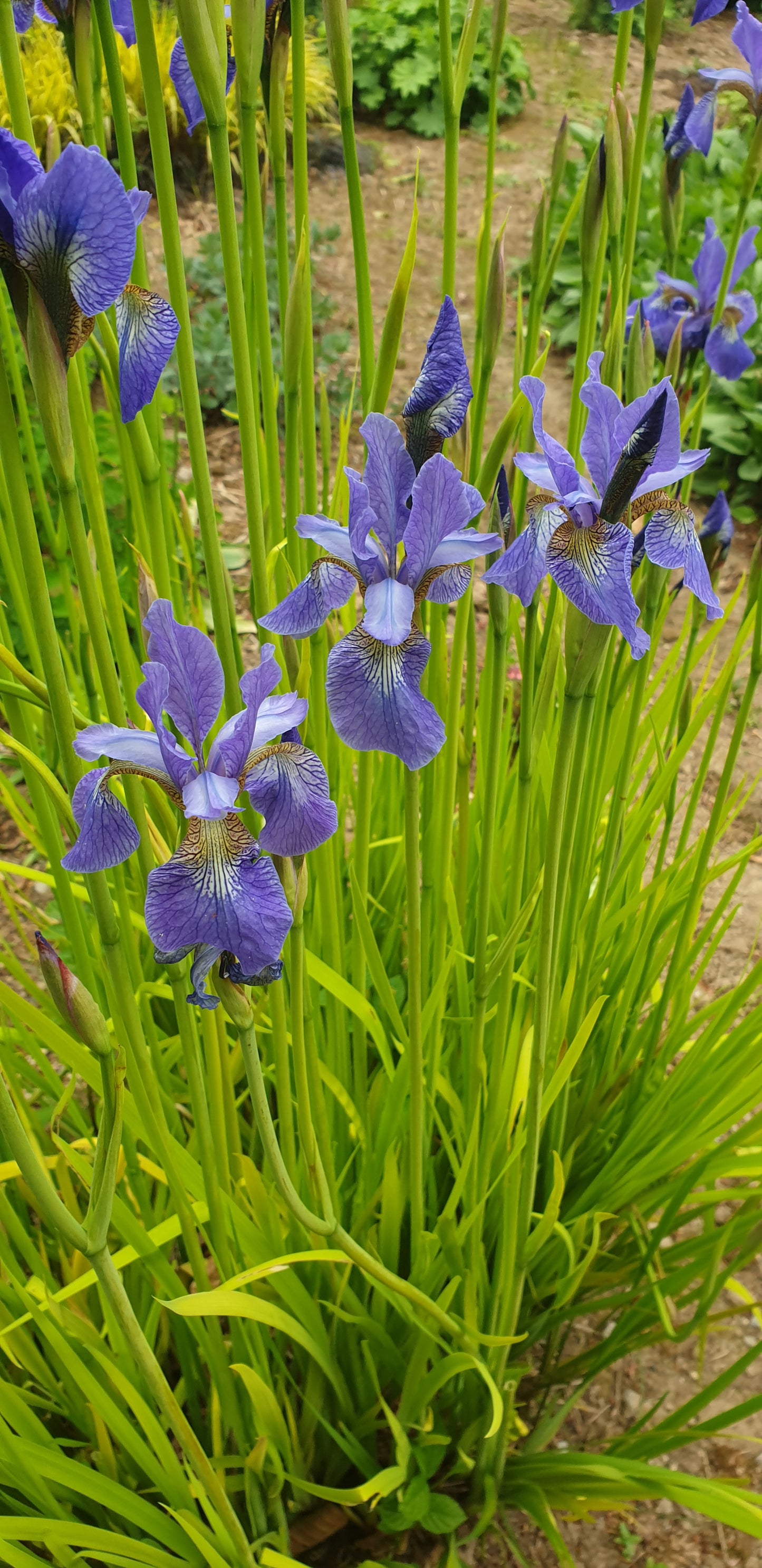 Iris sibirica 'Fran's Gold'