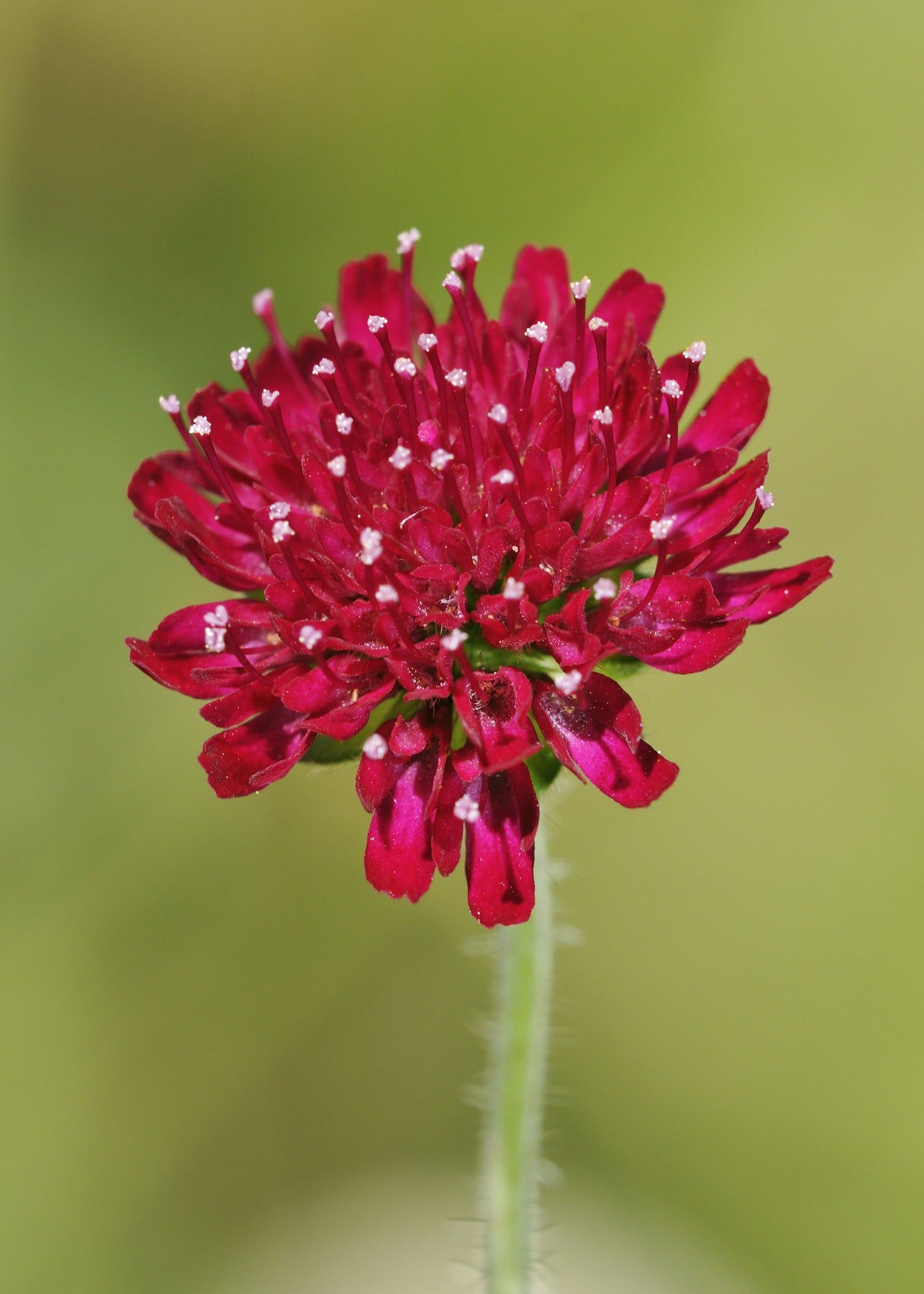 Knautia macedonica