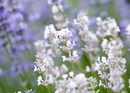 Lavandula x intermedia 'Edelweiss'